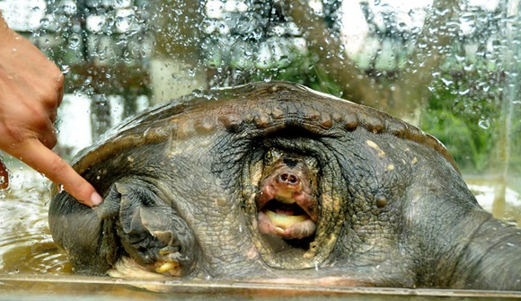 Se dua ba ba Nam bo ve rung Cuc Phuong hinh anh