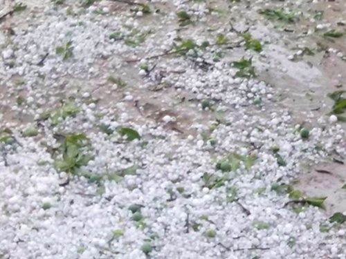 Xuat hien mua da, hat to bang qua chanh tai Dien Bien hinh anh