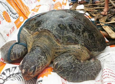 Rua bien 80kg mac ket tren pha Tam Giang hinh anh