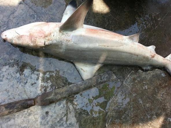 Ca map trang xuat hien lien tiep gan bo bien Khanh Hoa hinh anh