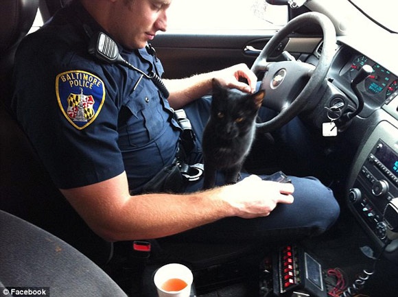 Thường xuyên đưa những chú chó hoang, mèo hoang về trung tâm cứu trợ động vật.