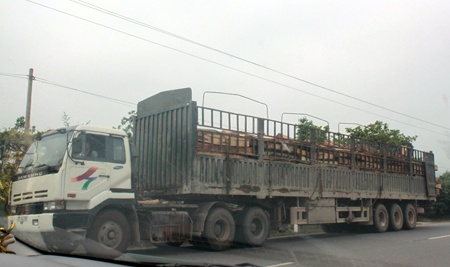 Một xe san tải nhận gỗ về xuôi.