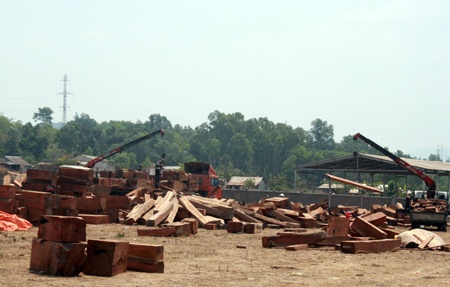 Số gỗ khổng lồ được tháo ra từ 1 chiếc 