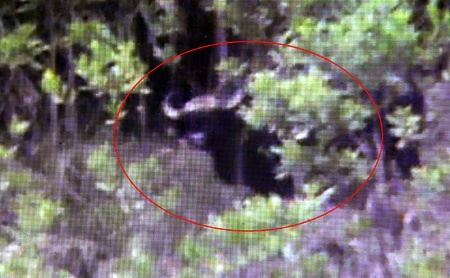 Mot giao vien ghi duoc hinh anh bo tot o Quang Nam hinh anh