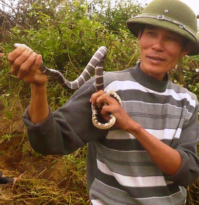 Một thợ săn rắn độc xứ Kinh Bắc với con rắn