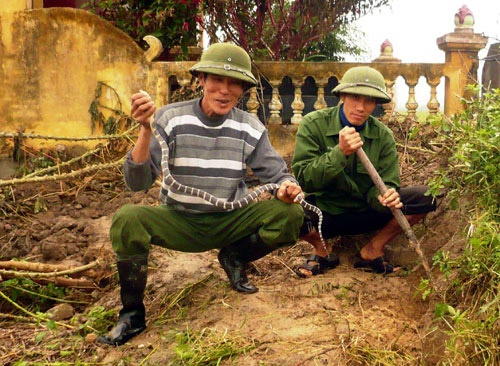 Nhung nguoi san ran doc xu Kinh Bac hinh anh