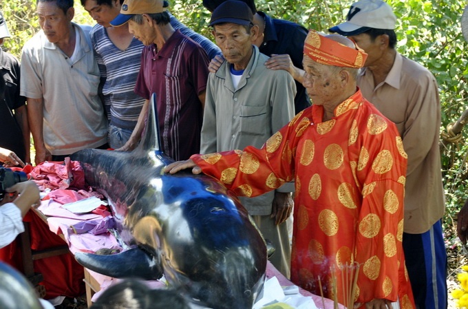 Ca ong 300kg dat vao bo bien hinh anh