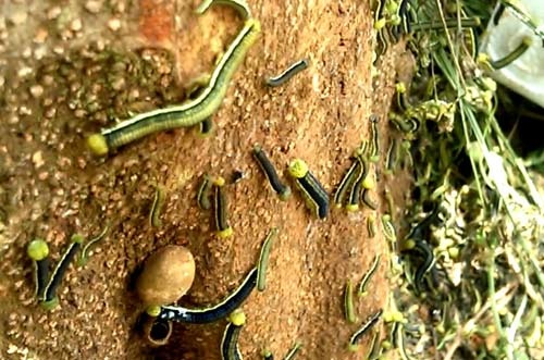 Sau bo lom ngom trong nha dan: Phun thuoc khong hieu qua hinh anh