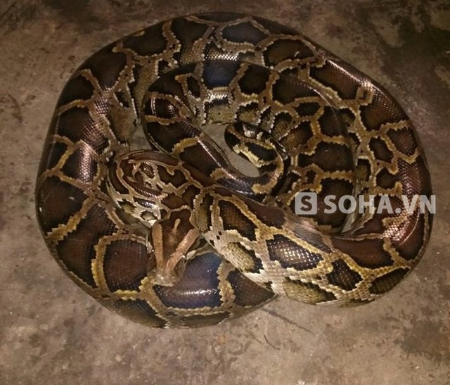 Con trăn hung dữ nặng 16 kg.
