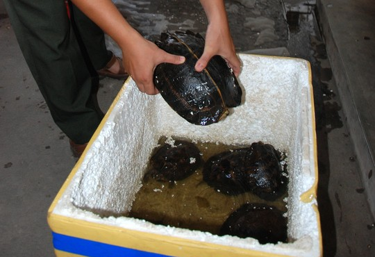 Cho 7 con ran doc con song tren xe khach hinh anh