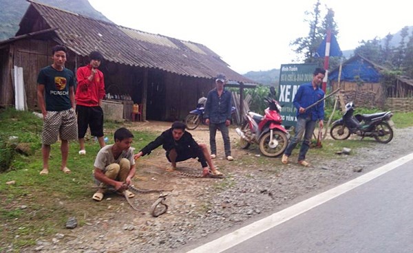 Rắn được bán dọc Quốc lộ 4D.