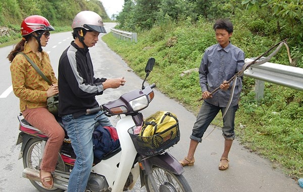 Và mang cả ra thành phố Lào Cai bán để được giá cao hơn.