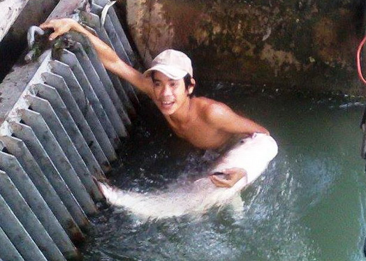 Ca me 'khung' troi ve TP.HCM, bi xuyet dien tan diet hinh anh