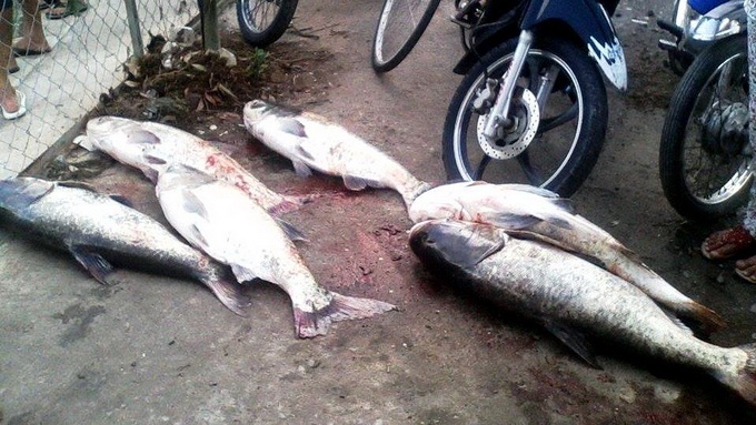 Những con cá mè nặng trên dưới 10kg được đưa lên bờ.