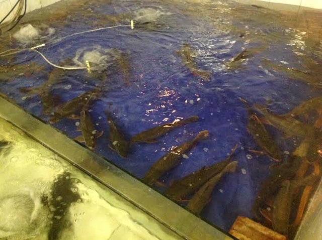 Mo quan ban mon 'ca than' giua Ha Noi hinh anh