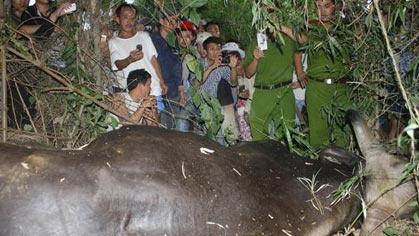 Bò tót bất ngờ chết sau khi đâm húc làm 1 người chết, 4 người bị thương.