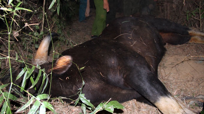 Ban tin VTV trua 27/5: Bo tot chet vi doi tai Quang Nam hinh anh