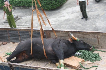 Xac bo tot duoc dua vao Bao tang Thien nhien hinh anh