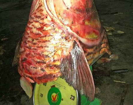 Chuyen san lung loai ca khung: Nghia dia ca ho hinh anh