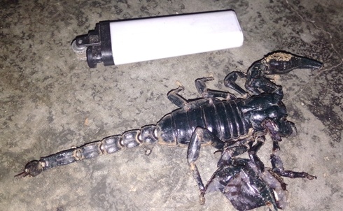 Bo cap khung vao nha dan, chich chau be bat tinh hinh anh