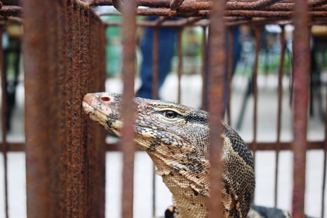 Cong khai buon ban dong vat hoang da o Tam Dao hinh anh