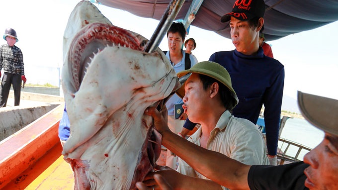 Ra Hoang Sa cau ca map hinh anh