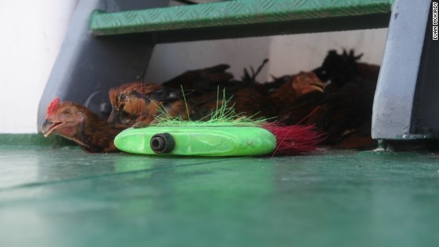 Mấy chú gà sống được đưa ra khu vực thực địa để thỉnh thoảng cải thiện bữa ăn cho các cán bộ đang làm nhiệm vụ.