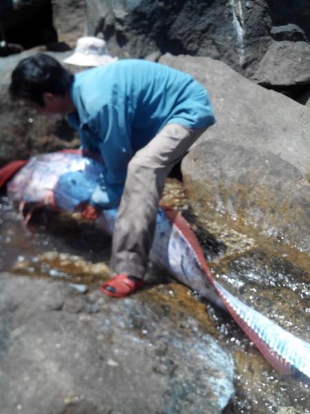 Có lẽ ghi nhận đây là kỷ lục của loại này đến bây giờ của câu gành.