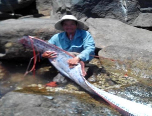 Nguoi dan Da Nang bat duoc ca mai cheo dai 4,2 m hinh anh