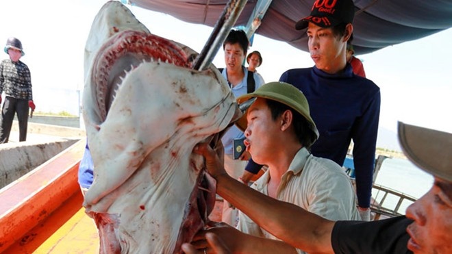 Ca map cau o Hoang Sa khong phai loai thuy san nguy cap hinh anh