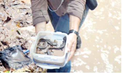 San tim 'hau due khung long' trong rung Quang Ninh hinh anh