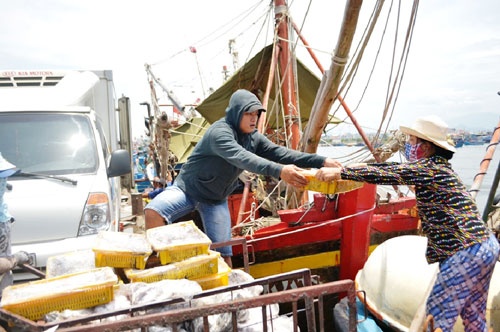 Các thuyền viên chuyển cá lên để bán cho các công ty.
