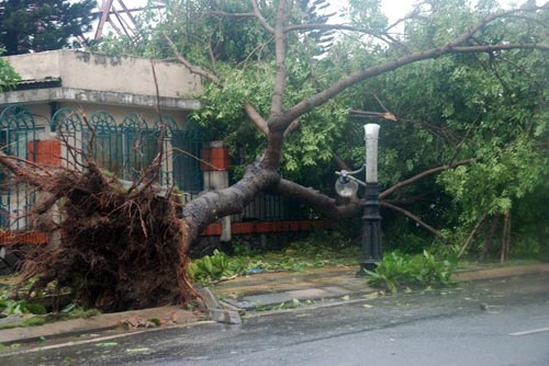 Cay do de chet hai me con dang ngu hinh anh