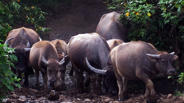 Đàn trâu đi tìm đồng cỏ.