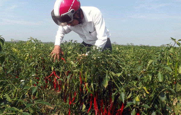 Nông dân lo lắng vì sản lượng ớt thu hoạch không được doanh nghiệp thu mua.