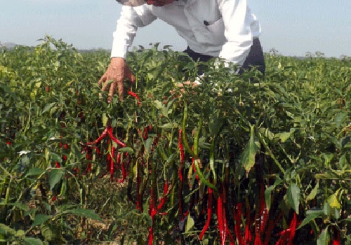 16 ha giong ot e vi doi tac Trung Quoc quay lung o Nghe An hinh anh