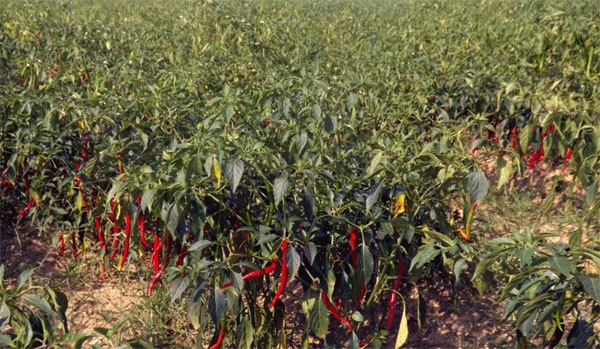Gần 16 ha giống ớt GB167153 – 2010 “phơi lưng” chờ thu hoạch.
