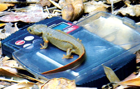 Lay mau trung 'hau due khung long' giua rung gia Quang Ninh hinh anh