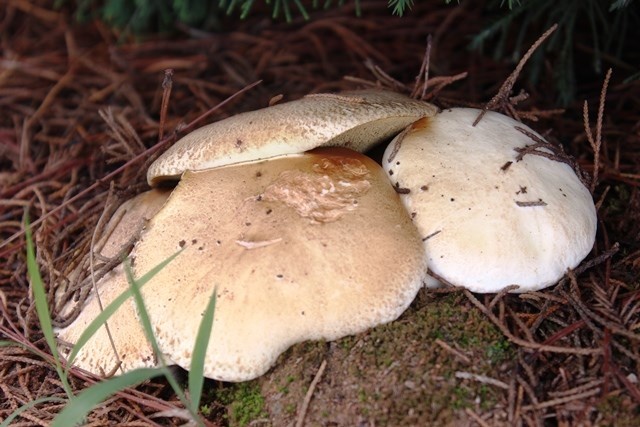 7 nguoi ngo doc nam o Dien Bien hinh anh