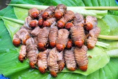 San ‘than duoc phong the’ cua nguoi Co Tu hinh anh