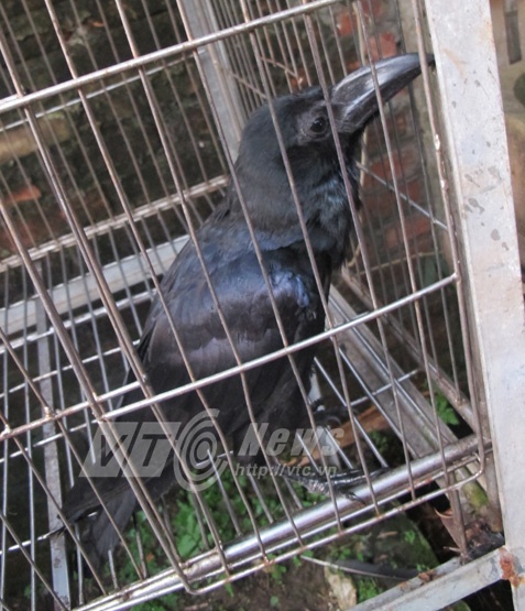 Chú quạ tên Thiên. 