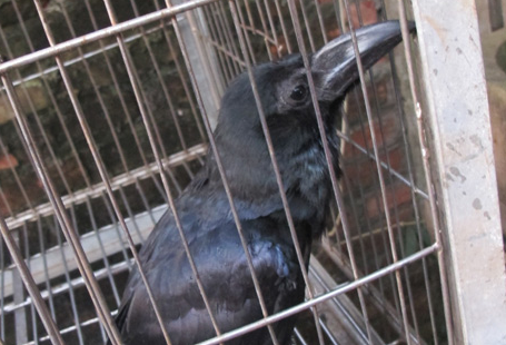 Qua ‘thanh tinh’ biet noi tieng nguoi o Hai Phong hinh anh