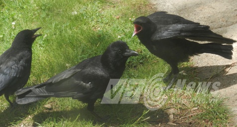 Cả 3 con quạ của anh Tuấn đều biết nói tiếng người.