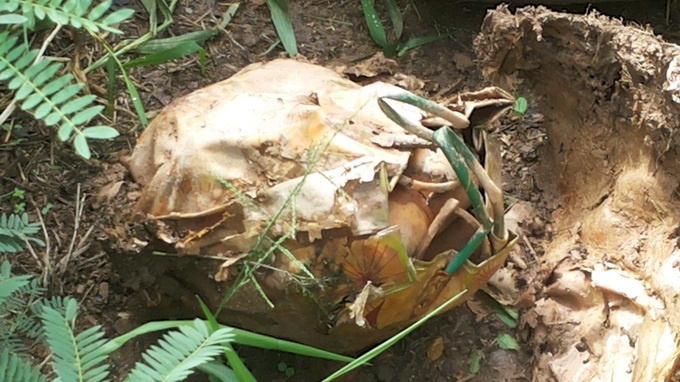 Phat hien 19 qua luu dan trong mot cai lu hinh anh