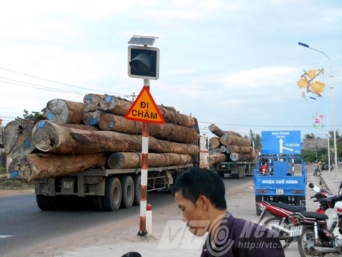  Xe chở những cây gỗ dài tràn ra phía sau thân xe.