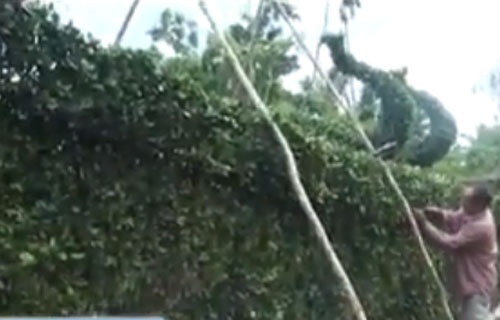 Vua cay canh thu 'dong tau' Hoang Sa hinh anh