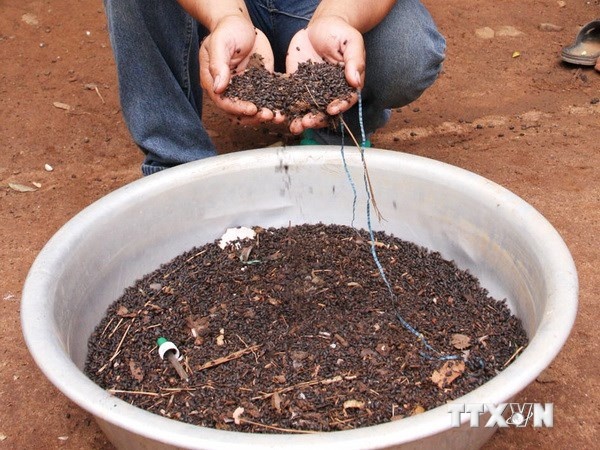 Bo dau den va kien ba khoang gay lo lang o Kon Tum, Ben Tre hinh anh