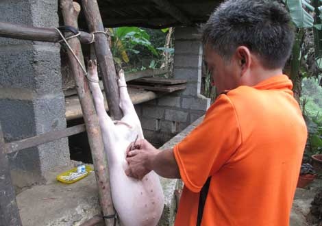 Cao thu hoan 50 con lon mot ngay hinh anh