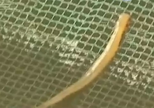 Can canh sinh vat la tanh hoi huy diet ca tai Kien Giang hinh anh