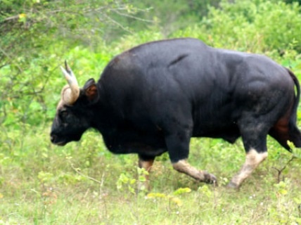 2 con bo tot nang 1 tan xuat hien o Phu Yen hinh anh